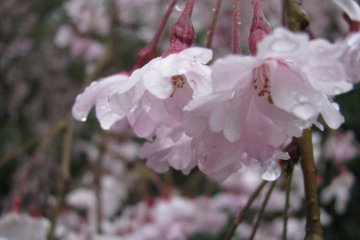 Sakura petals covered in raindrops look very beautiful!
