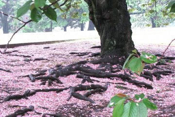 Sakura is almost gone...