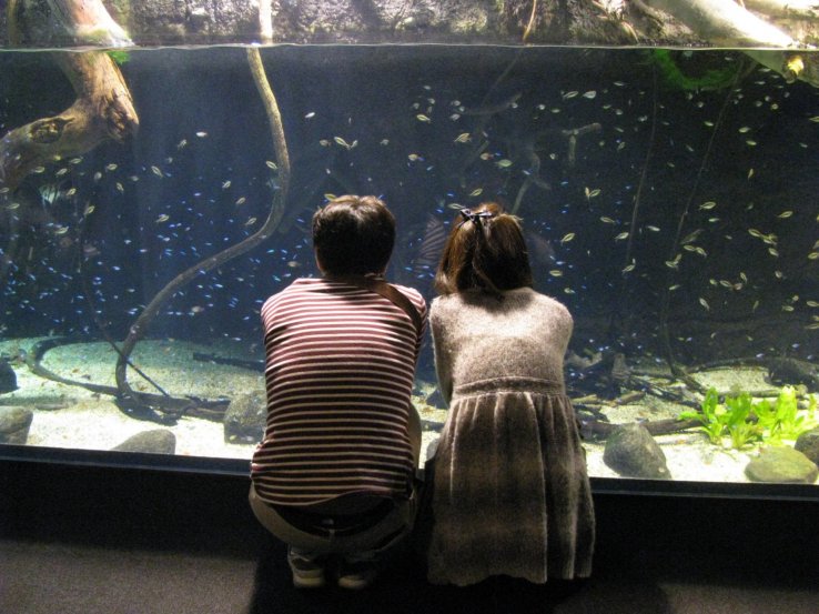 Aquariums are popular places for romantic dates