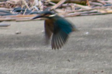 June 25, canal to Kamiooka
