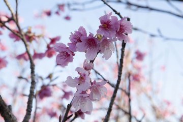Nago Cherry Blossom Festival 2027