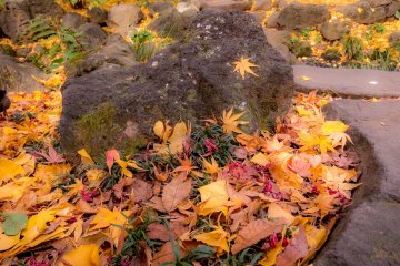 Fallen autumn leaves, a sure sign of winter approaching
