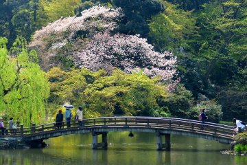 Shinjuku Gyoen National Garden
