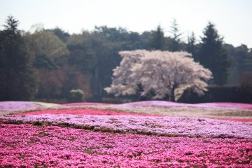 Tobu Treasure Garden