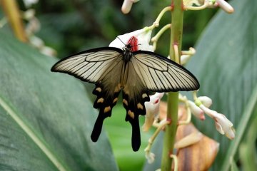 Gunma Insect World