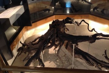 The root of a Dahurian Larch unearthed from 20,000 year old stratum. It, like the entire underground exhibit, is preserved with polysiloxane, a silicon compund.