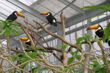 Kobe Animal Kingdom 