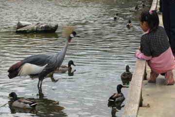 Kobe Animal Kingdom 