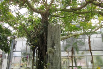 Greenhouse at the Floral Garden in Obuse 