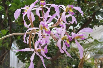 Beautiful orchids at an exhibition