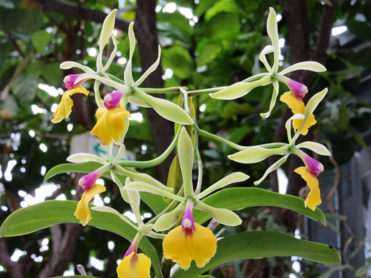 Beautiful orchids at an exhibition