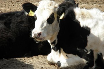 Moo! A resident of Aichi Bokujo