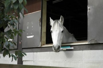 Horse riding is a popular attraction at Aichi Bokujo.