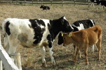 Don't have a cow, man, have fun!