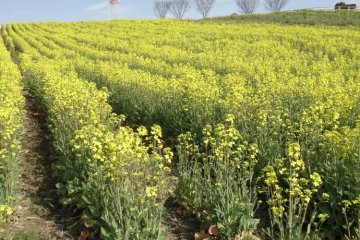 Seasonal flowers add to the enjoyment at Aichi Bokujo.