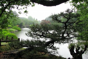 Shinjuku Gyoen on a gloomy, rainy day