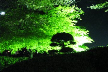 Night view of a park