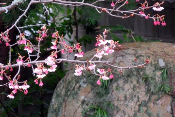 Cherry blossoms.