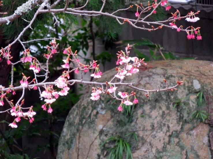 Cherry blossoms.