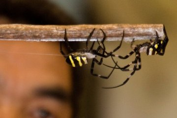This festival is not for the arachnophobic