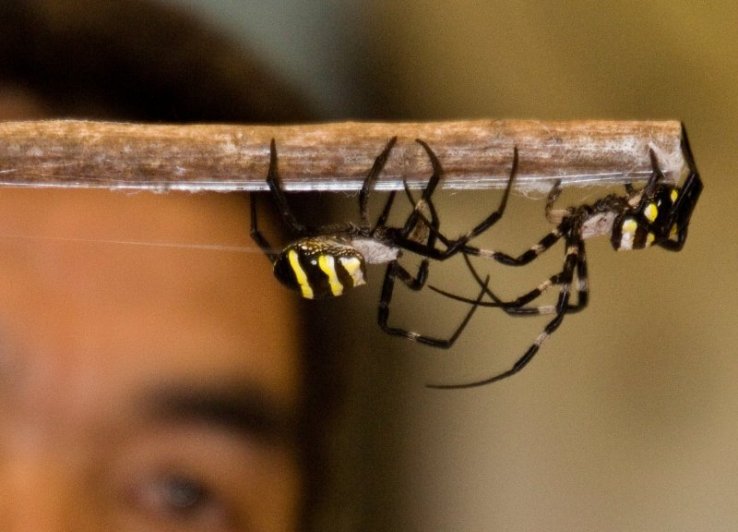 This festival is not for the arachnophobic