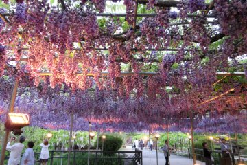 Fuji in Ashikaga Flower Park