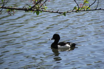 The parks are home to a variety of waterfowl and animals