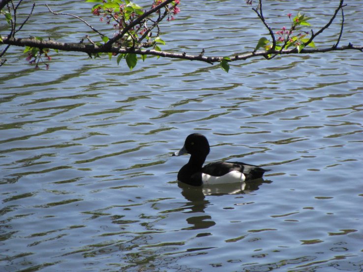 The parks are home to a variety of waterfowl and animals