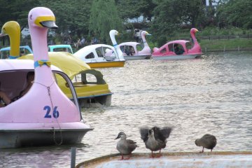 In the parks you can ride pedal boats in the form of swans