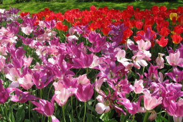 In April you can see fields of tulips