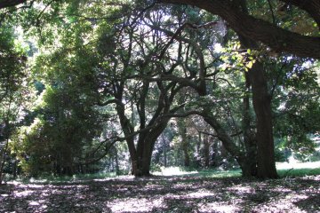 Yoyogi Park, Tokyo 