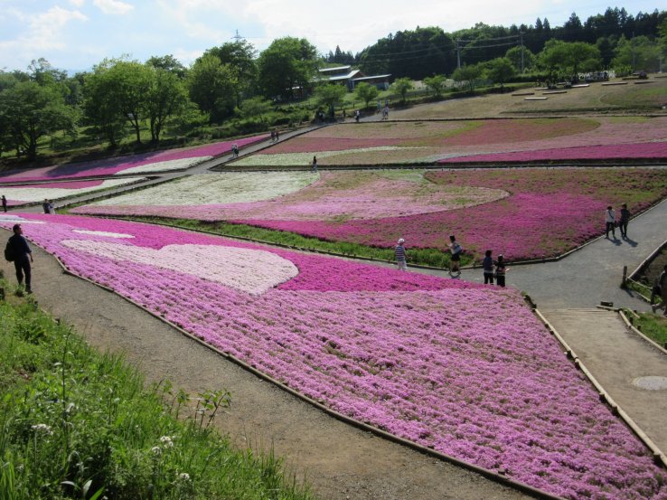 Pink flower beds in Hitsujiyama Park, Tokyo 