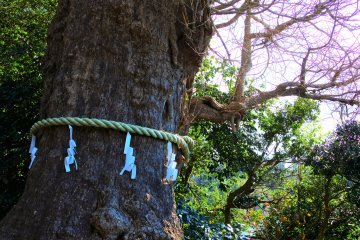 The sacred tree