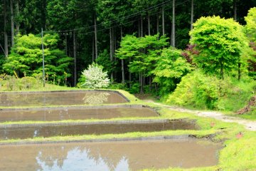 The trail meanders past lovely rice fields.