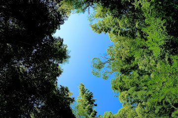 Blue sky above the bamboo forest