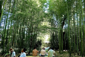 Round bench along the bamboo path