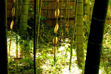 A few different kinds of bamboo grow here
