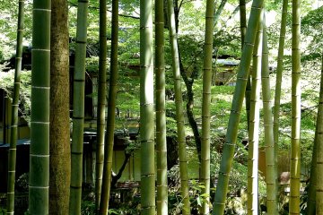 House beyond the bamboo forest