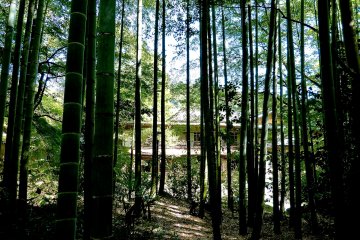 The bamboo trees work as blinds to the outside world