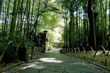 Mysterious bamboo forest
