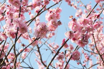 세타가야 매화꽃 축제 2020