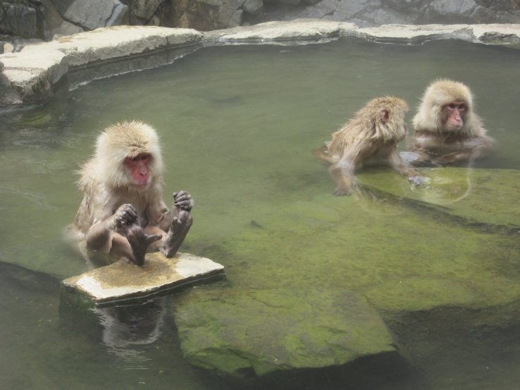 Monkeys enjoy onsen in the same way as people!