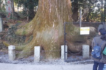 The octopus cedar