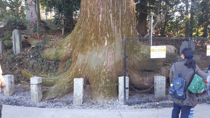 The octopus cedar