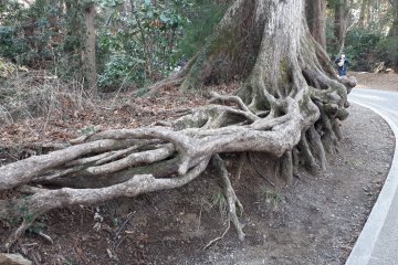 Amazing tree roots