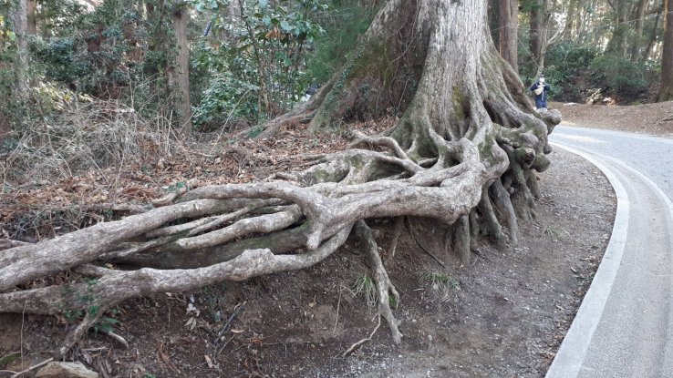 Amazing tree roots