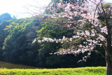 The Imperial Palace's Inui-mon Street