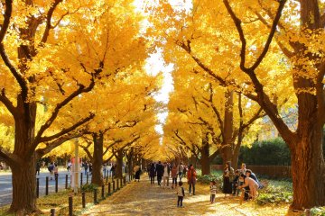 Jingu Gaien Gingko Avenue