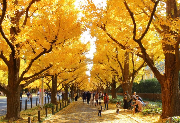 Jingu Gaien Gingko Avenue