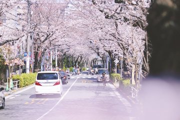 Festival Sakura Kamurozaka